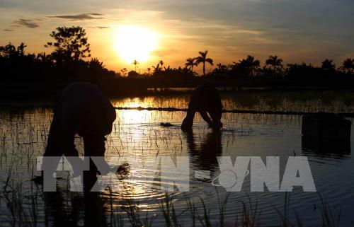 Nắng nóng gay gắt kéo dài, nông dân cấy lúa đêm