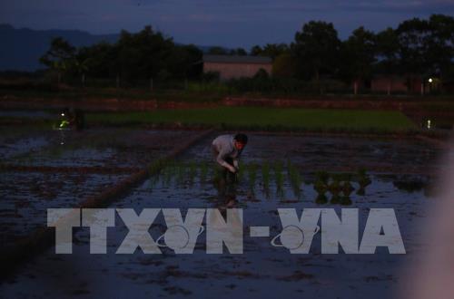 Nắng nóng gay gắt kéo dài, nông dân cấy lúa đêm