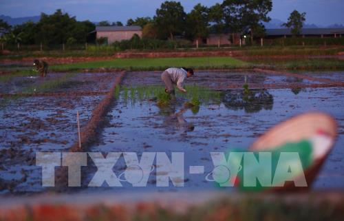 Nắng nóng gay gắt kéo dài, nông dân cấy lúa đêm