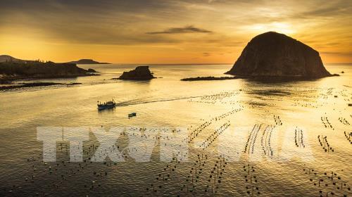 Ngắm san hô biển tuyệt đẹp ở Hòn Yến