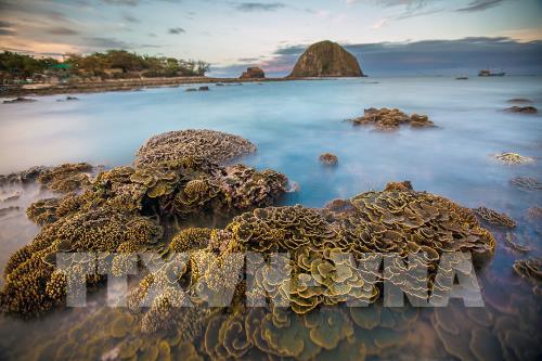 Ngắm san hô biển tuyệt đẹp ở Hòn Yến