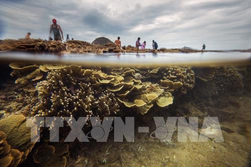 Ngắm san hô biển tuyệt đẹp ở Hòn Yến