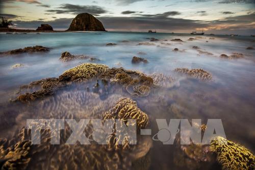 Ngắm san hô biển tuyệt đẹp ở Hòn Yến