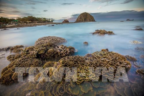 Ngắm san hô biển tuyệt đẹp ở Hòn Yến