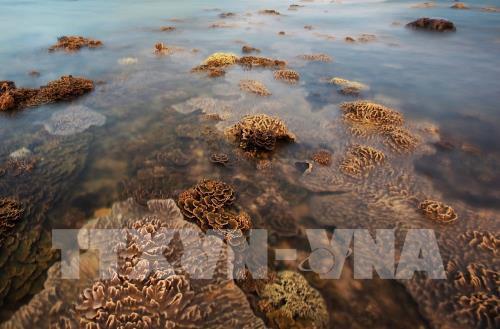 Ngắm san hô biển tuyệt đẹp ở Hòn Yến