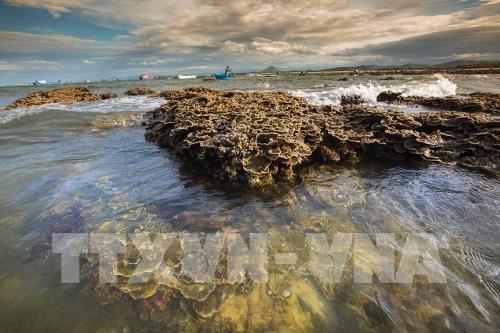 Ngắm san hô biển tuyệt đẹp ở Hòn Yến