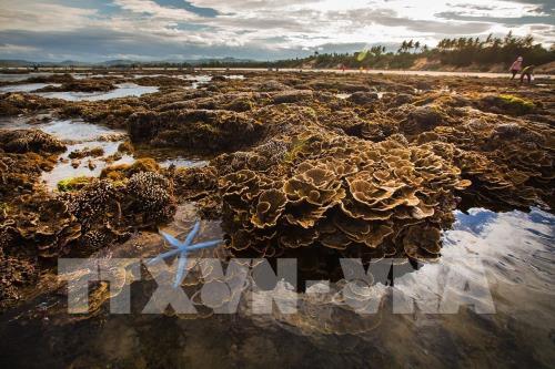 Ngắm san hô biển tuyệt đẹp ở Hòn Yến