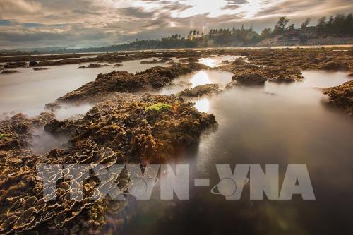 Ngắm san hô biển tuyệt đẹp ở Hòn Yến