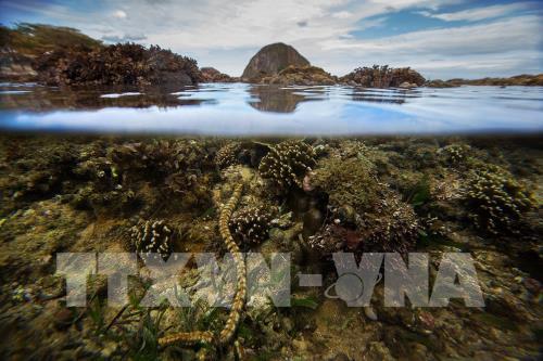 Ngắm san hô biển tuyệt đẹp ở Hòn Yến