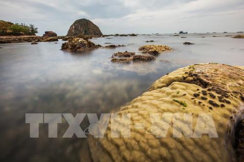 Ngắm san hô biển tuyệt đẹp ở Hòn Yến