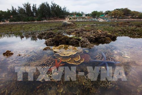 Ngắm san hô biển tuyệt đẹp ở Hòn Yến