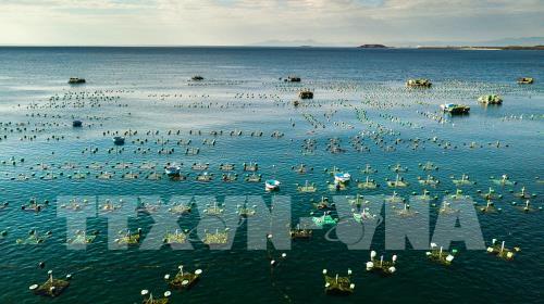 Ngắm san hô biển tuyệt đẹp ở Hòn Yến