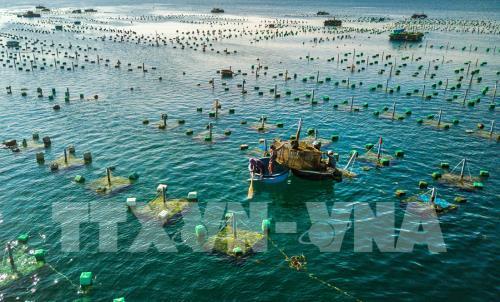 Ngắm san hô biển tuyệt đẹp ở Hòn Yến