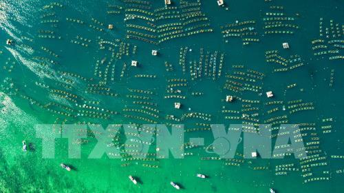 Ngắm san hô biển tuyệt đẹp ở Hòn Yến