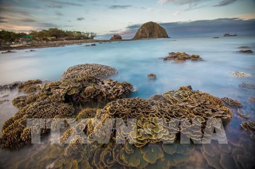 Ngắm san hô biển tuyệt đẹp ở Hòn Yến