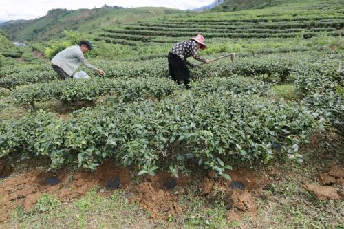 Đồng hành cùng hơn 1.300 hộ dân thoát nghèo