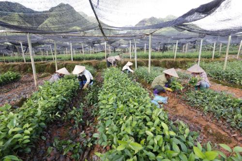 Đồng hành cùng hơn 1.300 hộ dân thoát nghèo