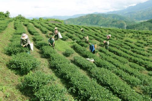 Đồng hành cùng hơn 1.300 hộ dân thoát nghèo