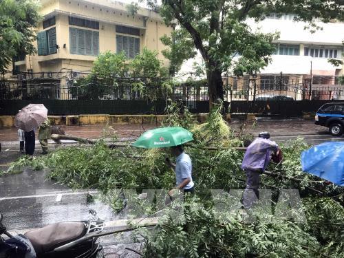 Ảnh hưởng bão số 3, nhiều cây xanh bị "quật đổ" ở Hà Nội