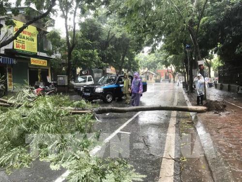 Ảnh hưởng bão số 3, nhiều cây xanh bị "quật đổ" ở Hà Nội
