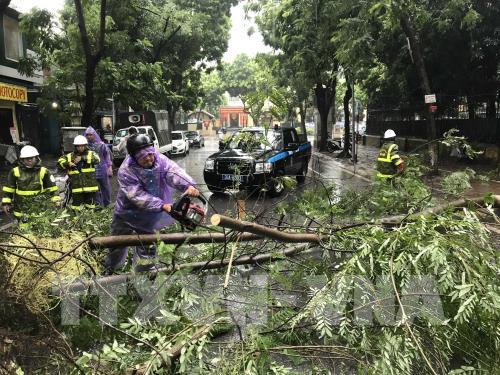 Ảnh hưởng bão số 3, nhiều cây xanh bị "quật đổ" ở Hà Nội