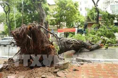 Ảnh hưởng bão số 3, nhiều cây xanh bị "quật đổ" ở Hà Nội