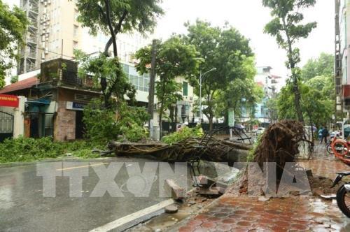Ảnh hưởng bão số 3, nhiều cây xanh bị "quật đổ" ở Hà Nội