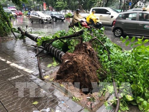 Ảnh hưởng bão số 3, nhiều cây xanh bị "quật đổ" ở Hà Nội