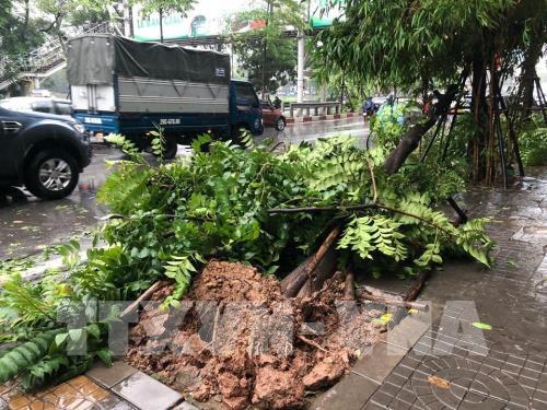 Ảnh hưởng bão số 3, nhiều cây xanh bị "quật đổ" ở Hà Nội