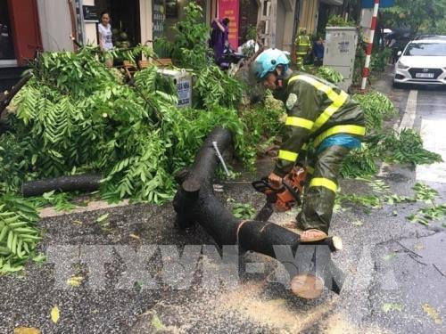 Ảnh hưởng bão số 3, nhiều cây xanh bị "quật đổ" ở Hà Nội