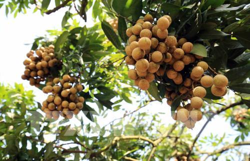 Thúc đẩy xuất khẩu trái nhãn sang thị trường Trung Quốc