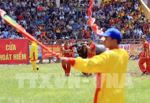 Lễ hội chọi trâu Đồ Sơn năm 2019