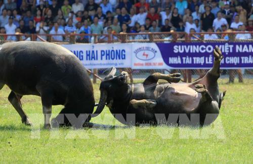 Lễ hội chọi trâu Đồ Sơn năm 2019