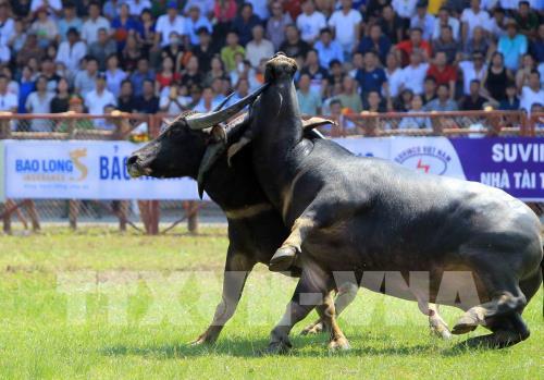 Lễ hội chọi trâu Đồ Sơn năm 2019