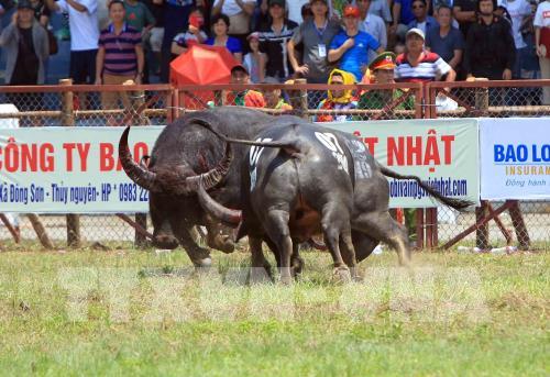 Lễ hội chọi trâu Đồ Sơn năm 2019