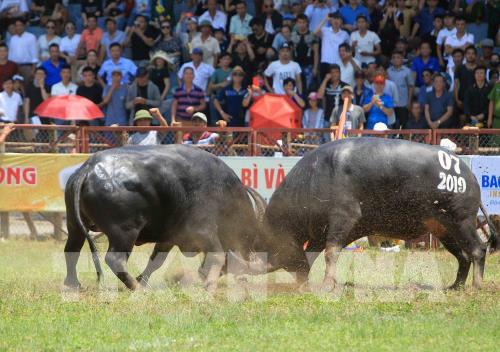 Lễ hội chọi trâu Đồ Sơn năm 2019