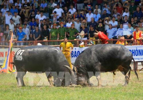 Lễ hội chọi trâu Đồ Sơn năm 2019