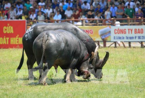 Lễ hội chọi trâu Đồ Sơn năm 2019