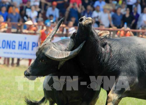 Lễ hội chọi trâu Đồ Sơn năm 2019