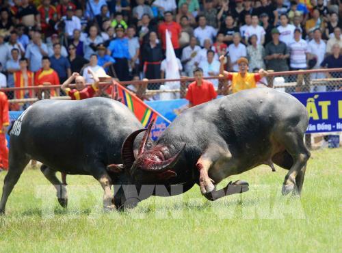 Lễ hội chọi trâu Đồ Sơn năm 2019