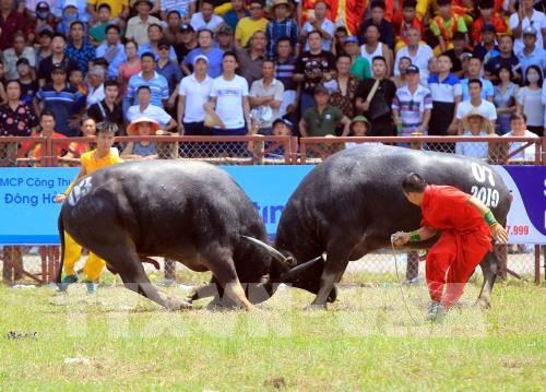 Lễ hội chọi trâu Đồ Sơn năm 2019