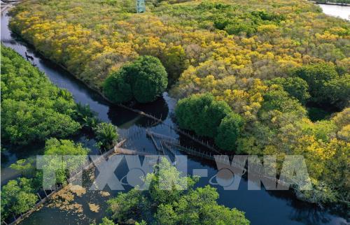 Rừng ngập mặn Rú Chá vào thu