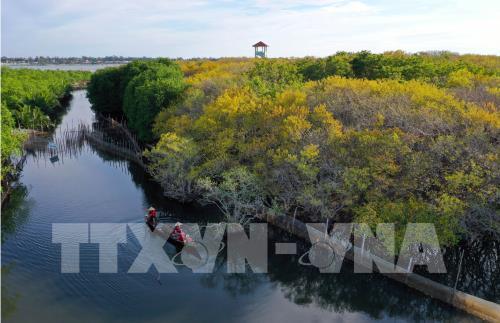 Rừng ngập mặn Rú Chá vào thu