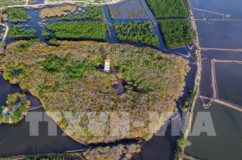 Rừng ngập mặn Rú Chá vào thu