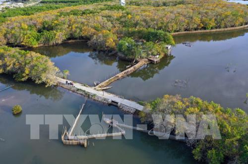 Rừng ngập mặn Rú Chá vào thu
