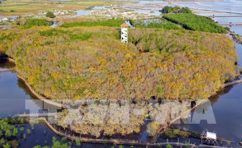 Rừng ngập mặn Rú Chá vào thu