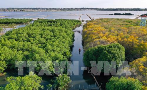 Rừng ngập mặn Rú Chá vào thu