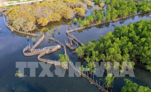 Rừng ngập mặn Rú Chá vào thu