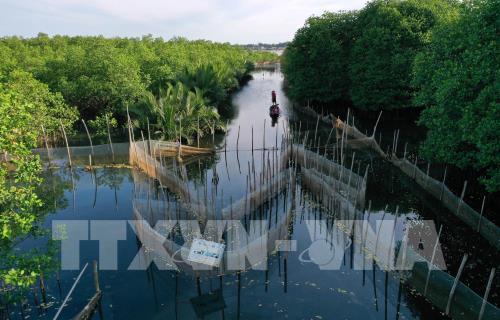 Rừng ngập mặn Rú Chá vào thu