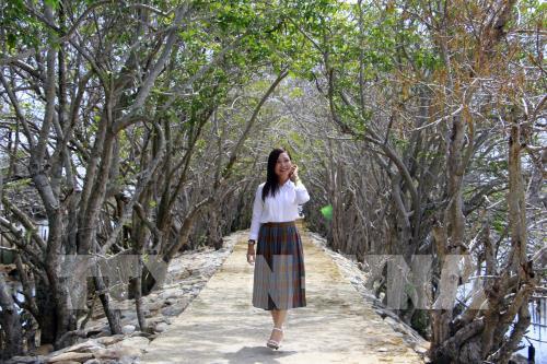 Rừng ngập mặn Rú Chá vào thu